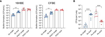 Commensal colonization reduces Pseudomonas aeruginosa burden and subsequent airway damage